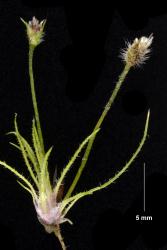 Centrolepis strigosa, a flowering tuft with hispid hairs on the  leaves and inflorescence bracts, and retrorse pilose hairs on the flowering stem.
 Image: K.A. Ford © Landcare Research 2013 